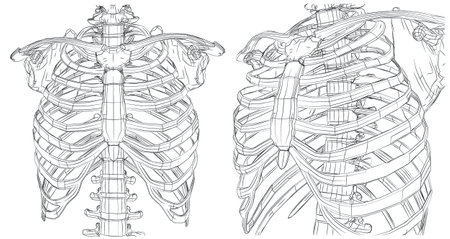 vector set on white background. spine and edges of black linesのイラスト素材