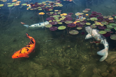 big beautiful fish swim in a pond with water lilies, a quiet beautiful place to relaxの写真素材