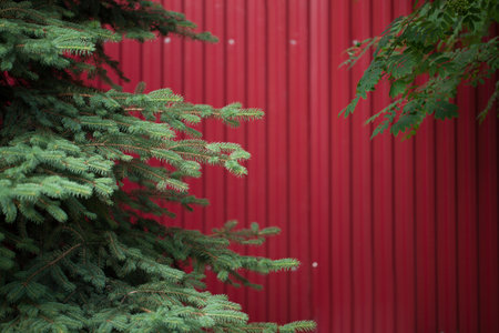 background of iron red leaves. example of a simple fencing. with large coniferous firsの写真素材