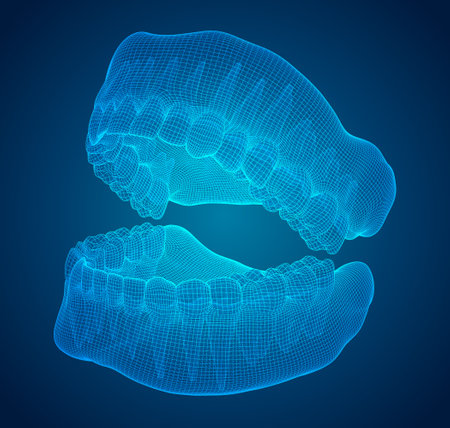 human jaw. 3d vector layout. medicine and healthのイラスト素材