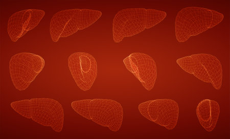 vector set of 3d images of human liverのイラスト素材