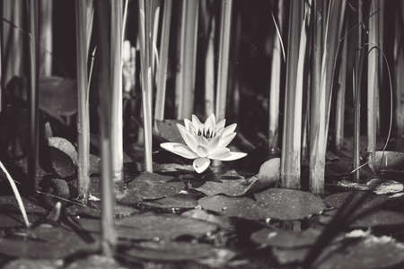 pink flower water lily between leaves in a Japanese pondの写真素材
