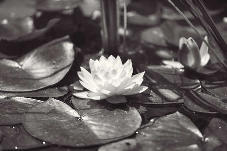 pink flower water lily between leaves in a Japanese pondの写真素材