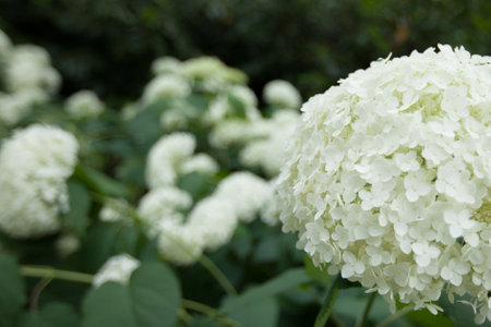 a bush of hydrangeas. beautiful floral background. bright summer mood.