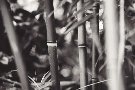 green background of bamboo trunks and leavesの写真素材