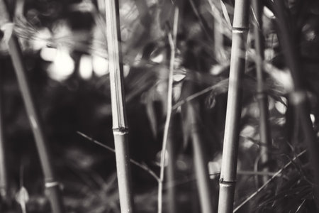 green background of bamboo trunks and leavesの写真素材