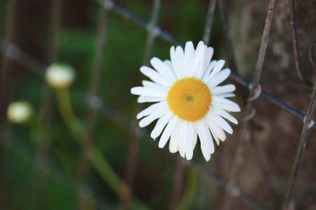 A large chamomile grows on a garden of metal meshの写真素材