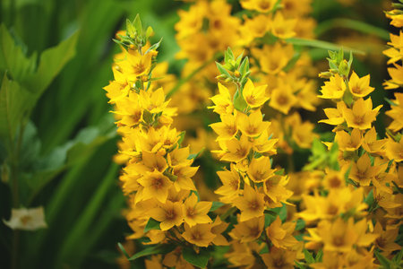 bush small yellow flowers on a green backgroundの写真素材