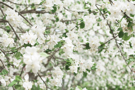 flowering apple tree in spring. background of flowers of an apple tree.