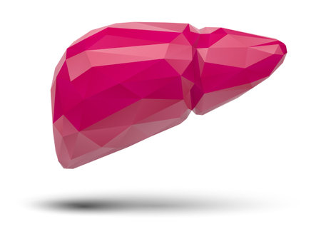 human liver. 3d vector. health and medicine. organ sealのイラスト素材