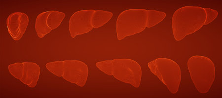 human liver. 3d vector set. health and medicine. organ sealのイラスト素材