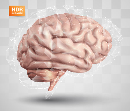 human brain and abstract design elements. mesh vectorのイラスト素材