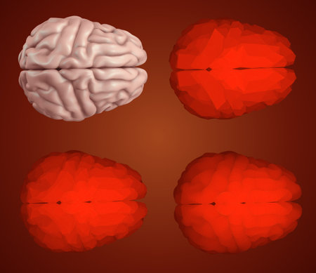 human brain. Vector set in different styles. meshのイラスト素材