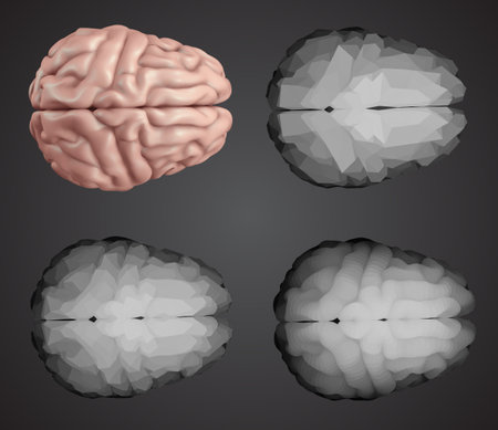 human brain. Vector set in different styles. meshesのイラスト素材