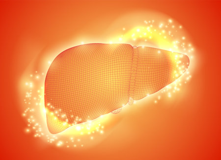 human liver. 3d vector. health and medicine. organ sealのイラスト素材