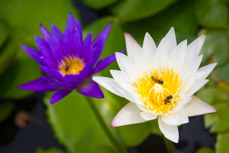 lotusの写真素材