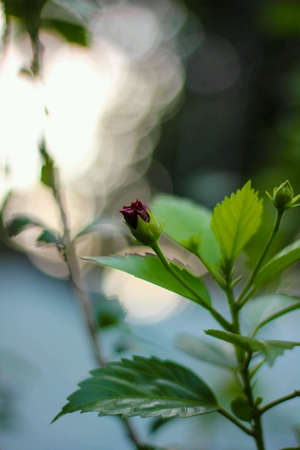 Flower lightの素材