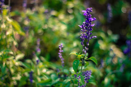 Lavender flower in thailandの写真素材
