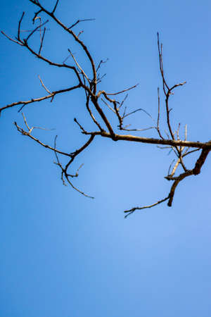 Abstract bare tree branches , Blue skyの写真素材