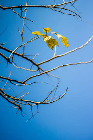 Abstract bare tree branches , Blue skyの写真素材
