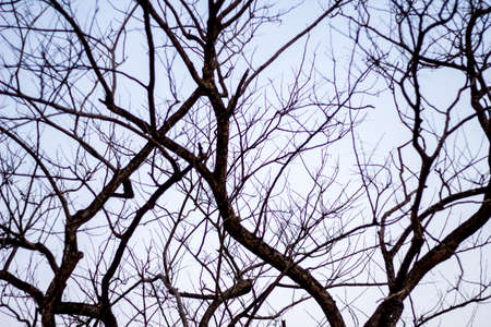 Abstract bare tree branches , black and whiteの写真素材