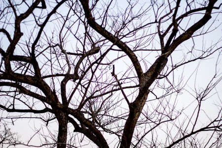 Abstract bare tree branches , black and whiteの写真素材