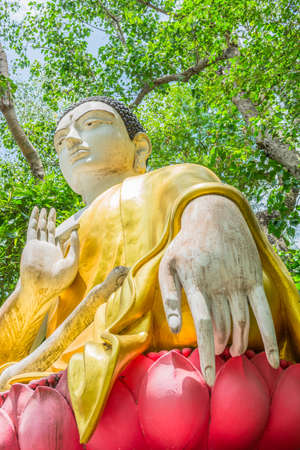  ancient  buddha  sculpture under the big green treeの写真素材