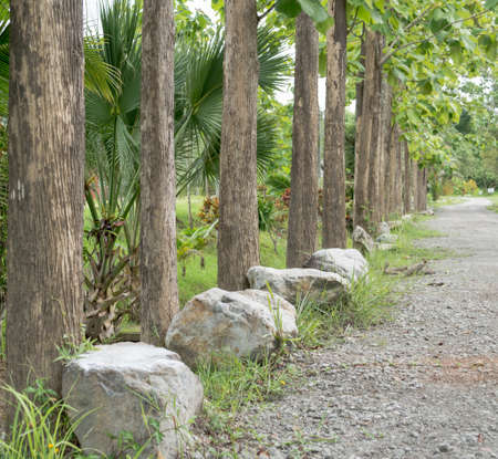 Teak walk way to the green forestの写真素材