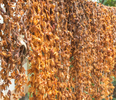 dried jasmine flower garland hanging on iron  wireの写真素材