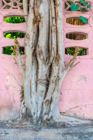 big tree growing on colorful pink brick concrete wallの写真素材