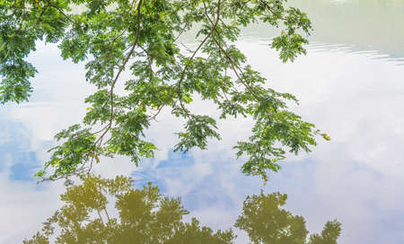 View from the shore of the lake to the treesの写真素材