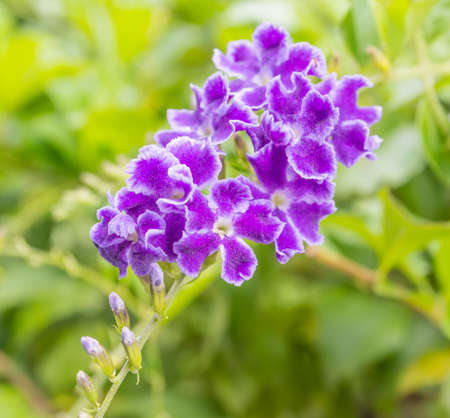 Close up of beautiful blossoming violet flowers on day time