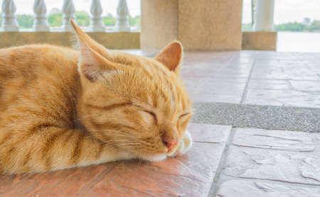 Pretty cat sleep in outside the house image.の写真素材