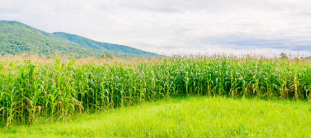 image of corn field and sky in background.の写真素材