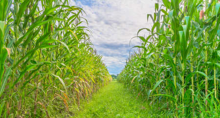 image of corn field and sky in background.の写真素材