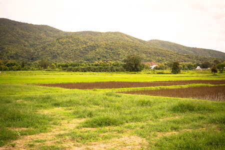 image of field and sky in background.の写真素材