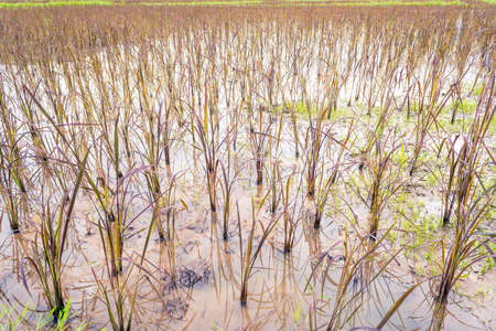 image of red rice field on day time with mountain in backgroundの写真素材