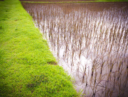 image of red rice field on day time with mountain in backgroundの写真素材