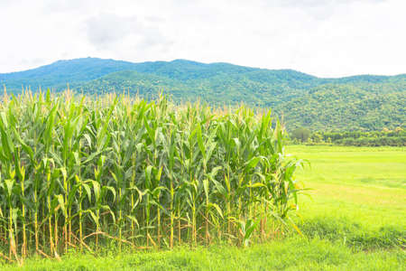 image of corn field and sky in background.の写真素材