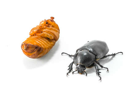 close up shot of isolated chrysalis of rhinoceros image.の写真素材