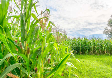 image of corn field and sky in background.の写真素材