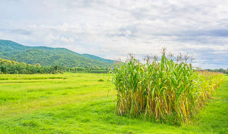 image of corn field and sky in background.の写真素材