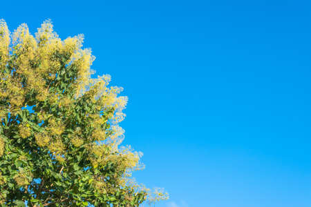 image of roll of tree and blue sky .の写真素材