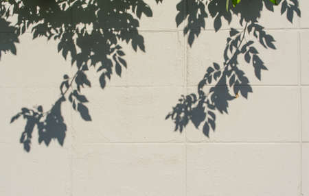 image of tree leaf shadow on wall .