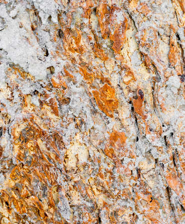 image of termite nest on bark .