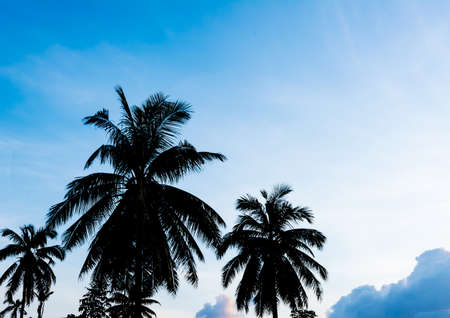 silhouette shot of coconut tree and sky in background .の写真素材