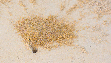 image of Ghost Crab habitat  from Thailand.の写真素材