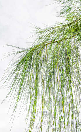 image of green Pine tree texture .