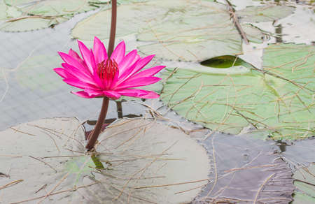 image of pink lotus in pond .の写真素材