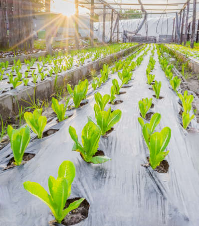 Sunrise over a field of young fresh green maize plants.の写真素材